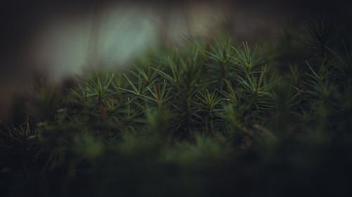 Green Grass Close-up Photo