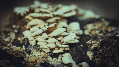 Close-Up Photo of Mushrooms