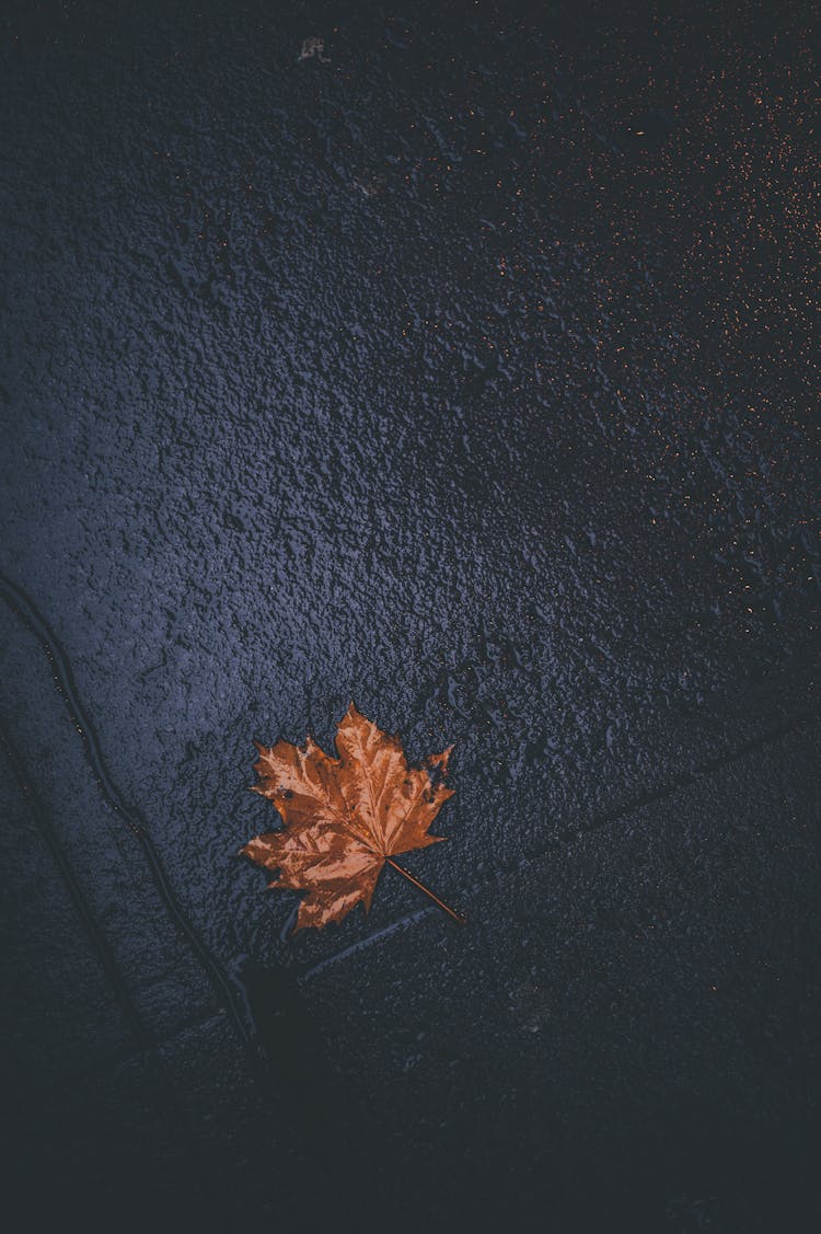 Dried Maple Leaf On Black Floor