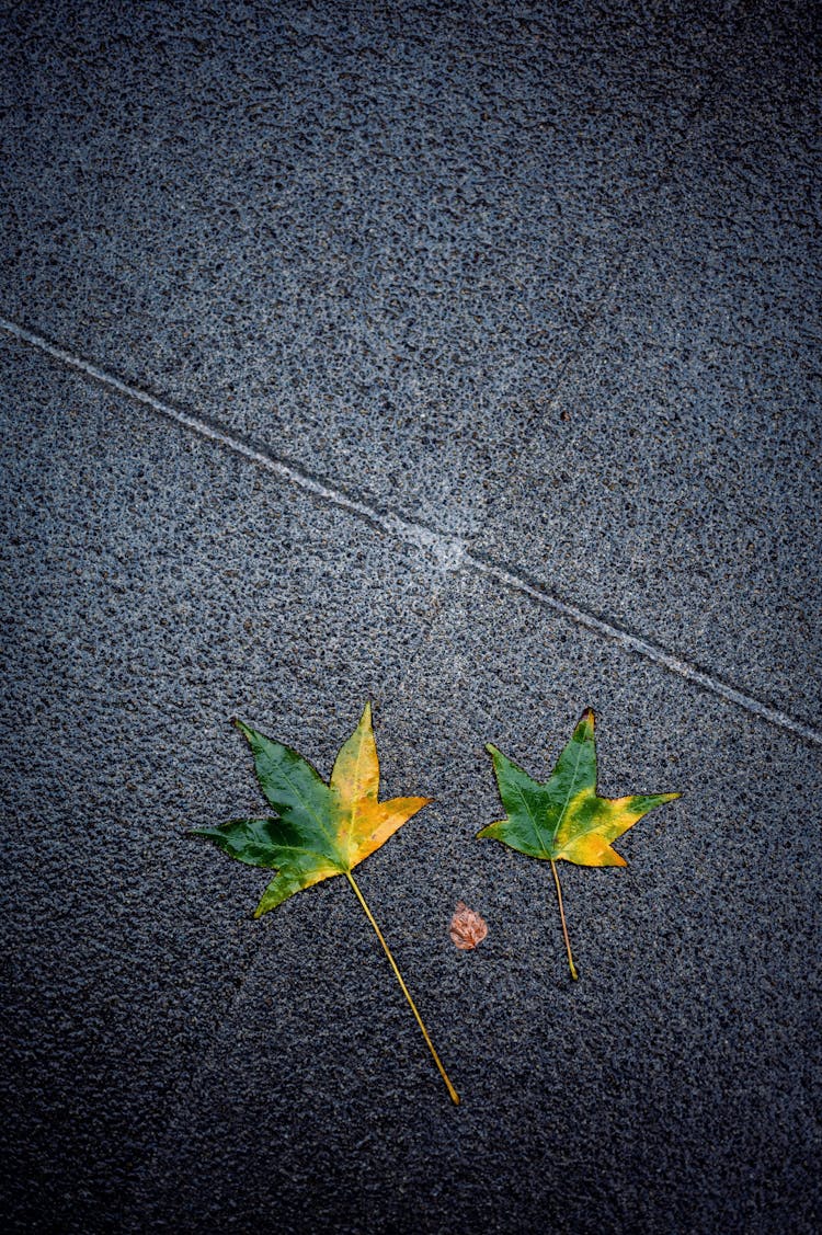 Green Maple Leaves On The Floor