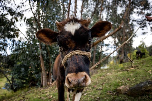 Δωρεάν στοκ φωτογραφιών με αγελάδα, βόδια, γεωργία Φωτογραφία από στοκ φωτογραφιών