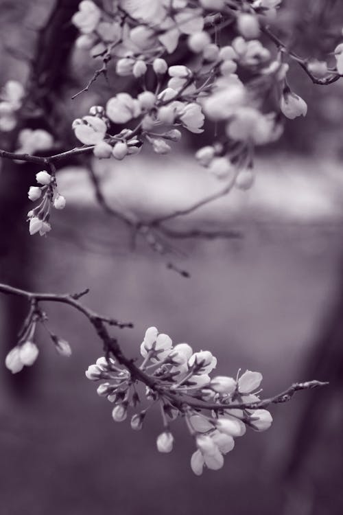 Grayscale Photo of Flowers in Tree