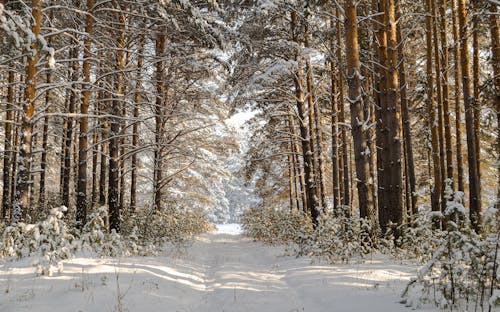 çam ağaçları, karla kaplı zemin, kış manzarası içeren Ücretsiz stok fotoğraf