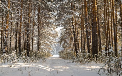 Free A tranquil winter forest path surrounded by snow-covered trees, capturing the peaceful beauty of nature. Stock Photo