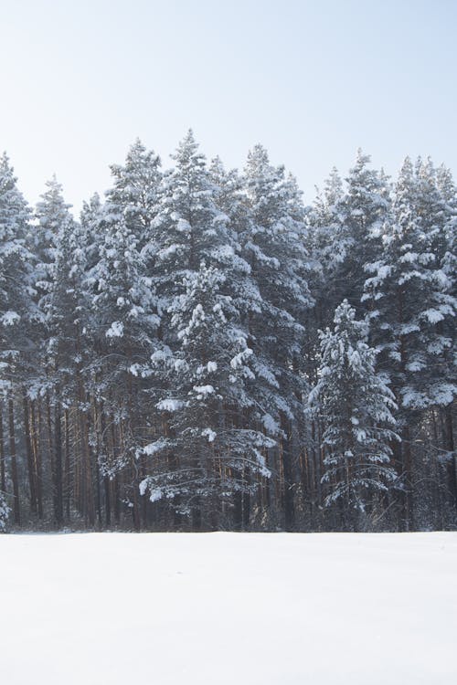 A Pine Trees Covered With Snow