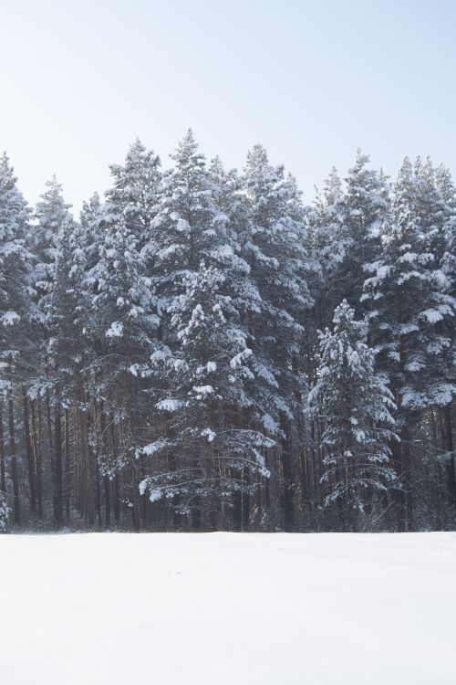 Free A serene winter landscape featuring snow-covered pine trees under a clear sky. Stock Photo