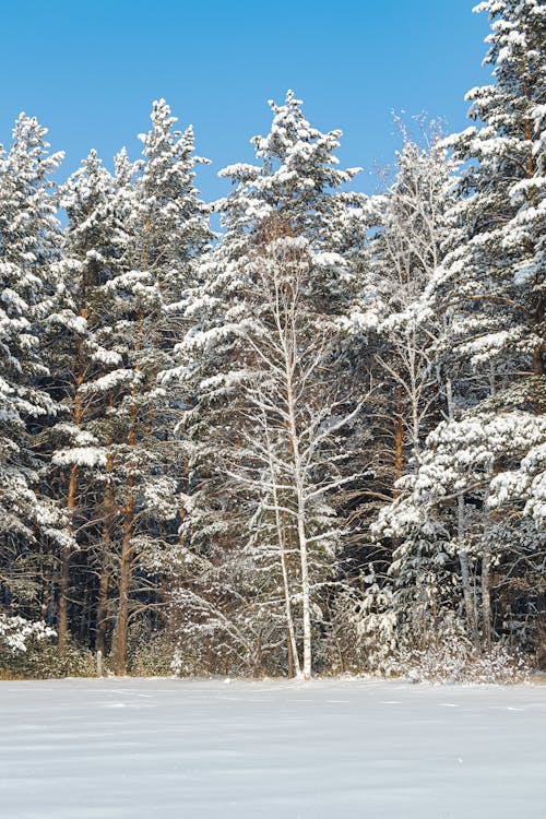 冬季, 垂直拍摄, 天性 的 免费素材图片