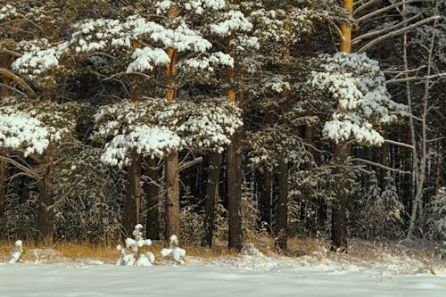 คลังภาพถ่ายฟรี ของ การถ่ายภาพธรรมชาติ, ต้นไม้มีหิมะปกคลุม, ธรรมชาติ