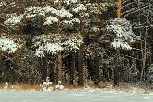 Brown Trees Covered With Snow