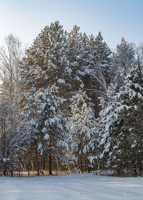 Free A serene winter landscape showcasing snow-covered pine trees under a clear blue sky. Stock Photo