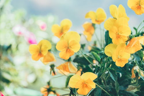 Free Yellow Flowers Stock Photo