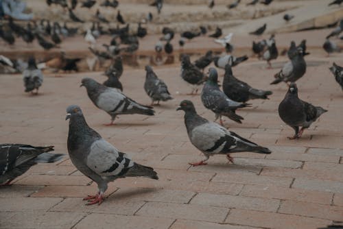 Free stock photo of birds, pigeon, pigeons