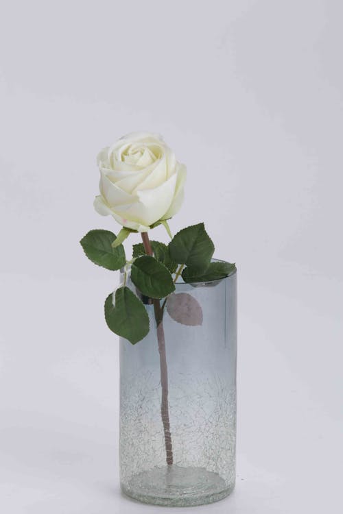 Fotos de stock gratuitas de creativo, florero, florero de rosas