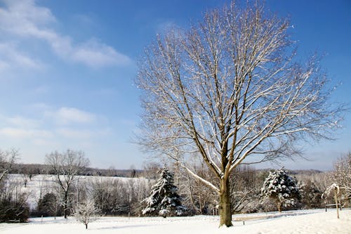 Bare Trees on the Snow Covered Ground