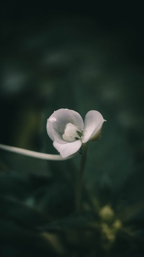 Ingyenes stockfotó fehér virág, finom, függőleges lövés témában