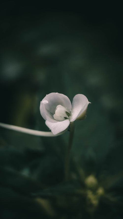 Free A serene close-up of a white flower, highlighting its delicate petals and greenery. Stock Photo