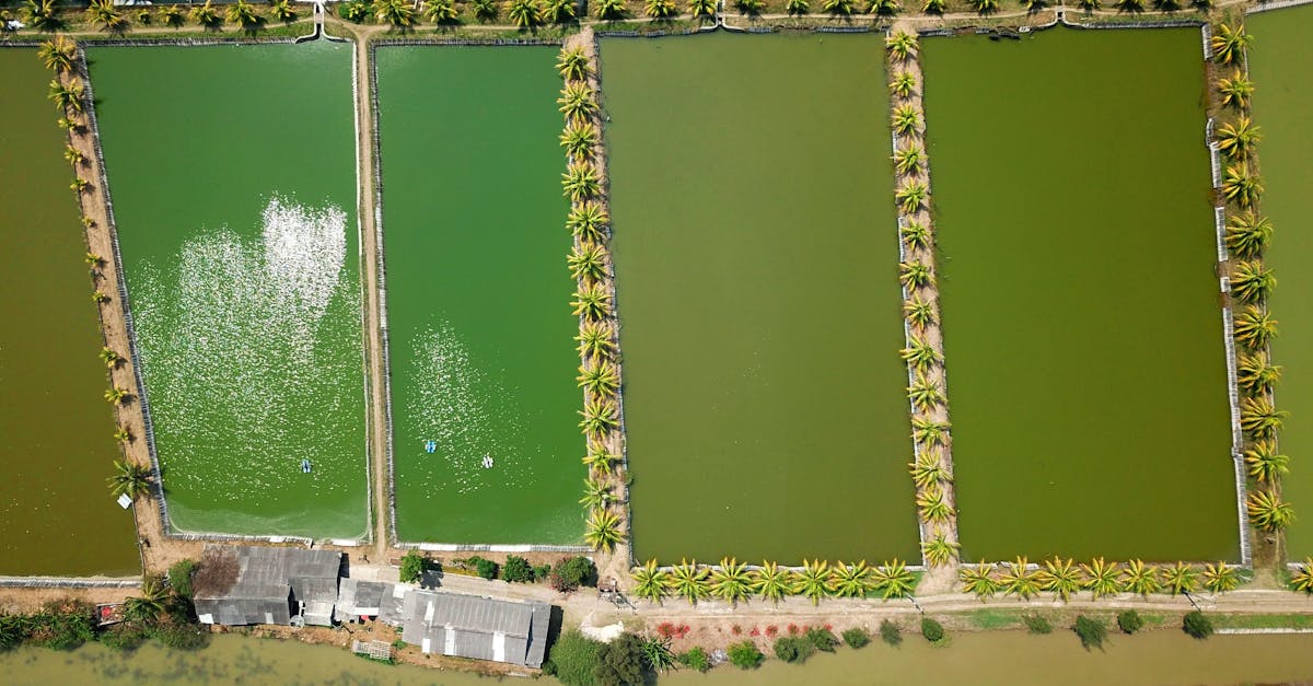 Fish Pond Illustration · Free Stock Photo
