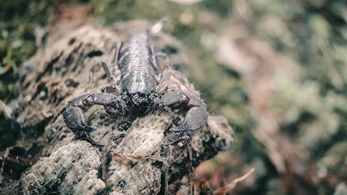 Gratis lagerfoto af dyr, dyrefotografering, dyreliv