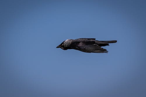 Free stock photo of bird, crow, flight