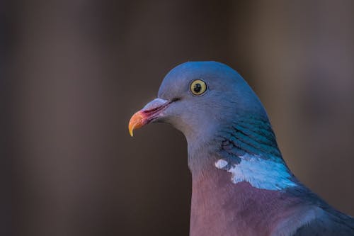 Free stock photo of bird, pigeon, wildlife