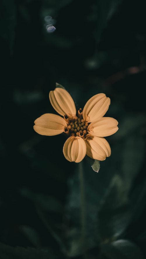 Free A captivating close-up of a yellow flower in bloom, captured in natural light. Stock Photo