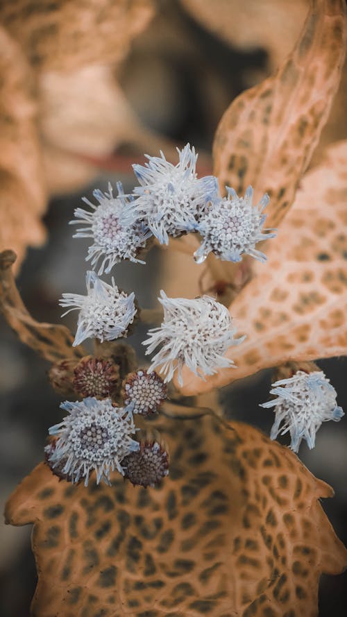 Gratis lagerfoto af blomster, efterår, efterår humør