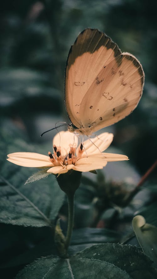 Gratis lagerfoto af delikat, dyr, gul blomst