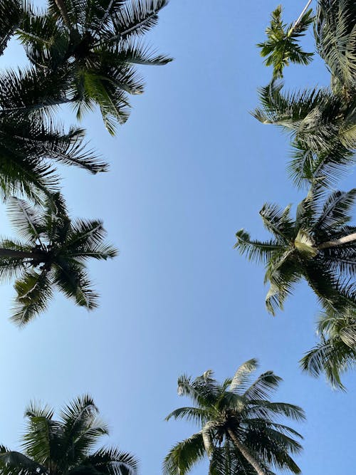 Darmowe zdjęcie z galerii z błękitne niebo, palmy, perspektywa żabia