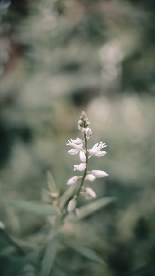 Free A serene close-up of delicate white wildflowers with a soft focus background, highlighting natural beauty. Stock Photo