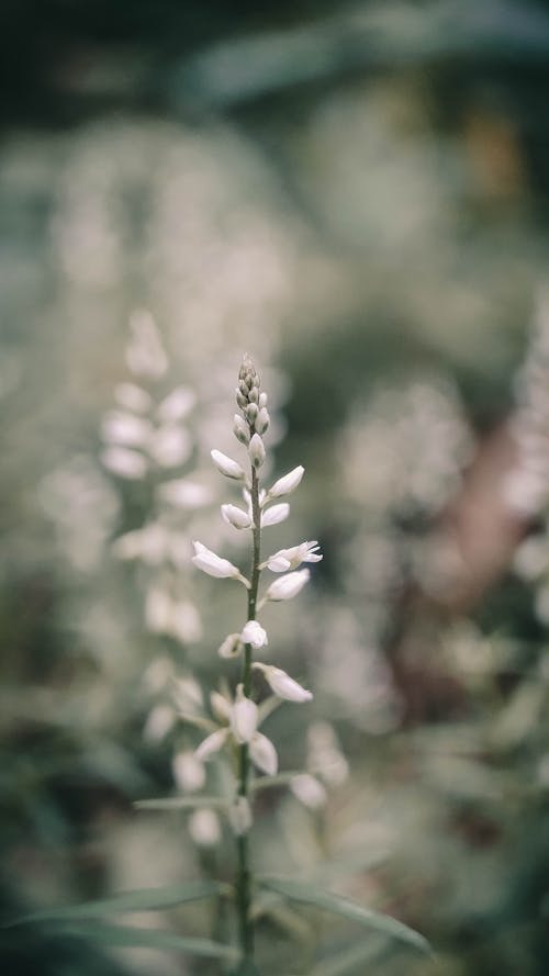 Photos gratuites de fermer, fleurir, fleurs blanches