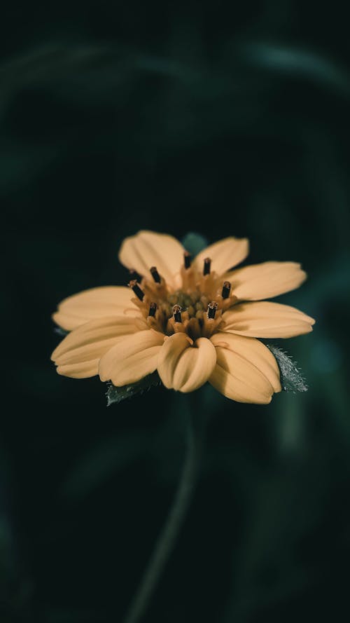 Gratis lagerfoto af blomsterfotografering, blomstrende, chrysogonum