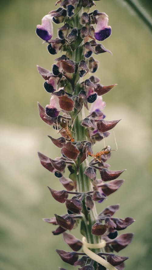 Gratis lagerfoto af blomster, dyr, dyre adfærd