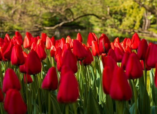 Foto profissional grátis de flor, flores bonitas, jardim