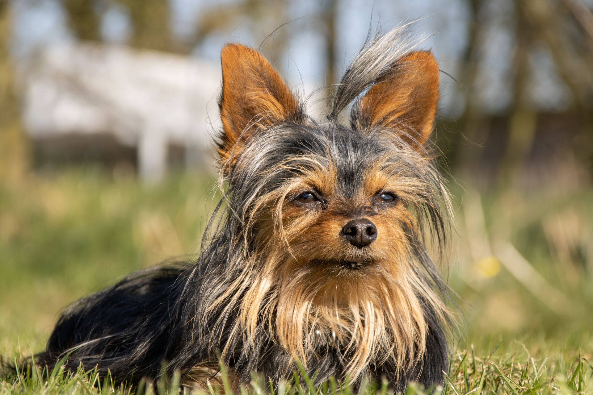 A Yorkshire Terrier on Green Grass