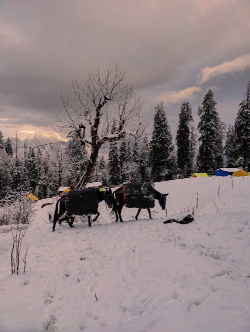 검은 말, 겨울, 눈 덮인의 무료 스톡 사진