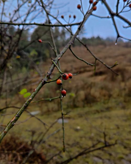 Kostenloses Stock Foto zu arktische natur, bäume im herbst, schöne natur