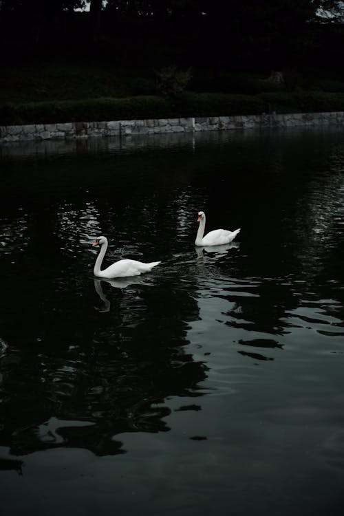 Swans Swimming in a Pond