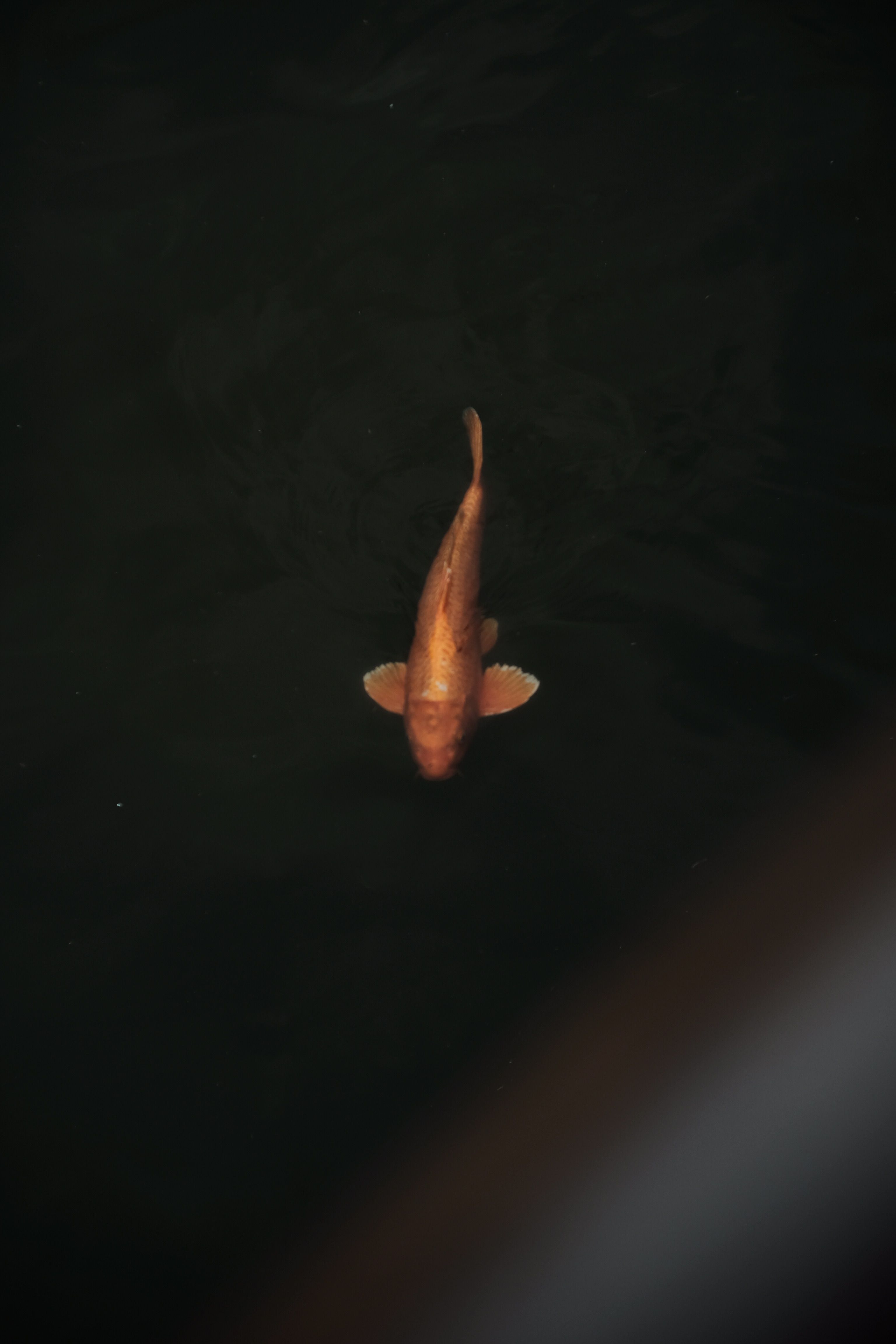 A vibrant koi fish swims alone in dark water, showcasing its beauty and elegance.
