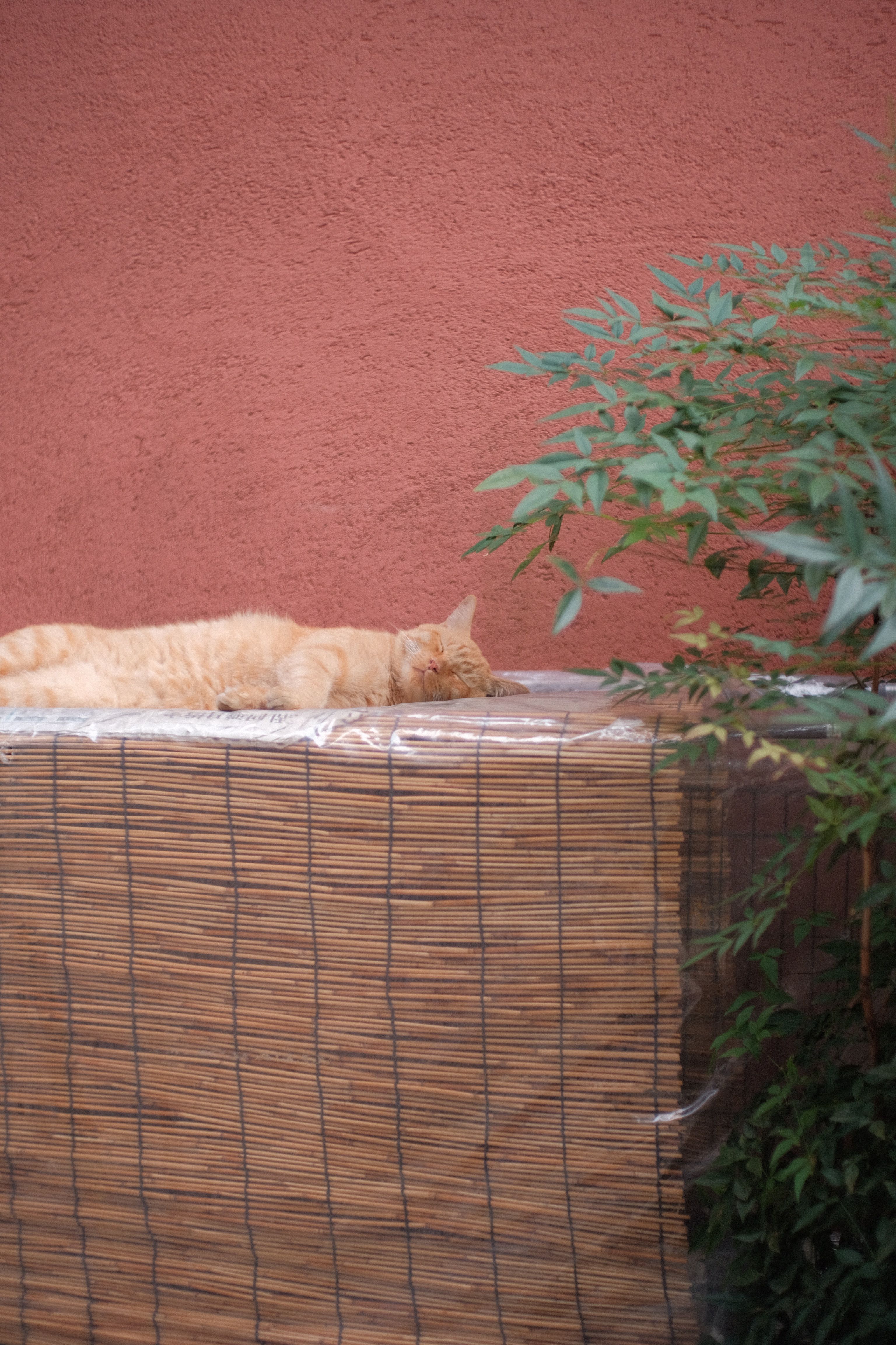 A Cute Tabby Cat Lying on Green Leaves · Free Stock Photo