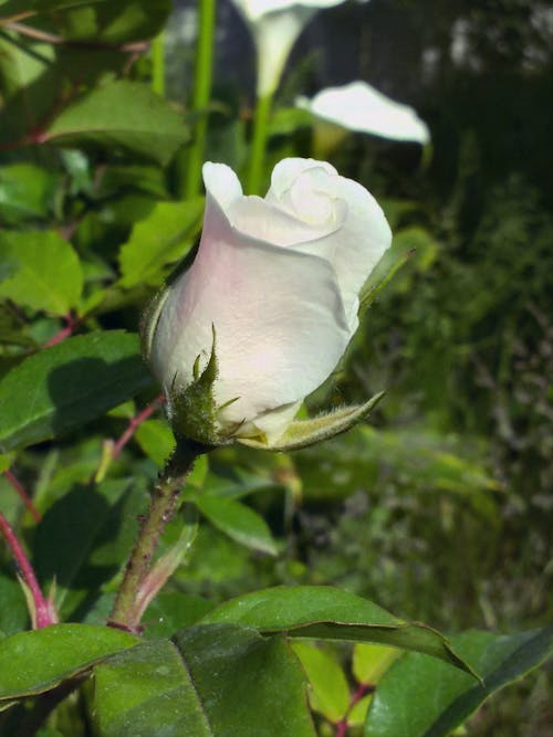 Free stock photo of white rose