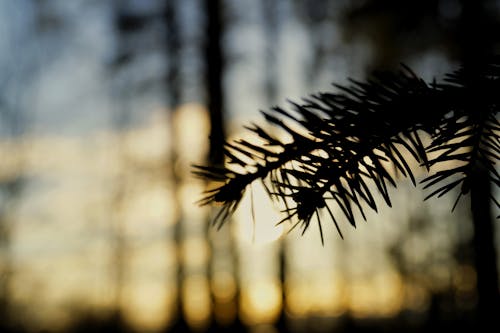 Close-Up Photography of Pine Leaves