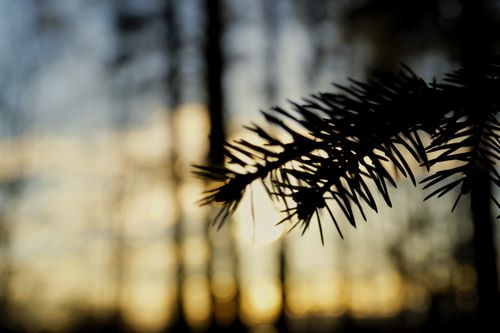 Free Close-up of a silhouetted pine branch against a golden sunset with artistic bokeh effect. Stock Photo