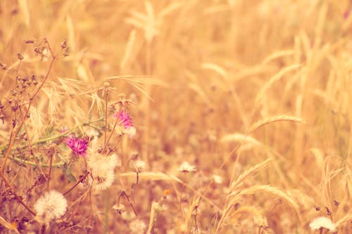 Free stock photo of flowering plant, nature, plant