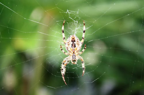 Free Yellow and Black Spider on Web Stock Photo