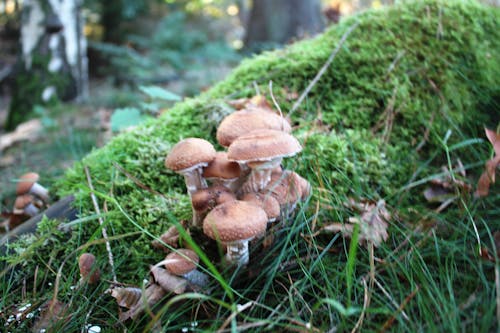 Free stock photo of forest mushroom Stock Photo
