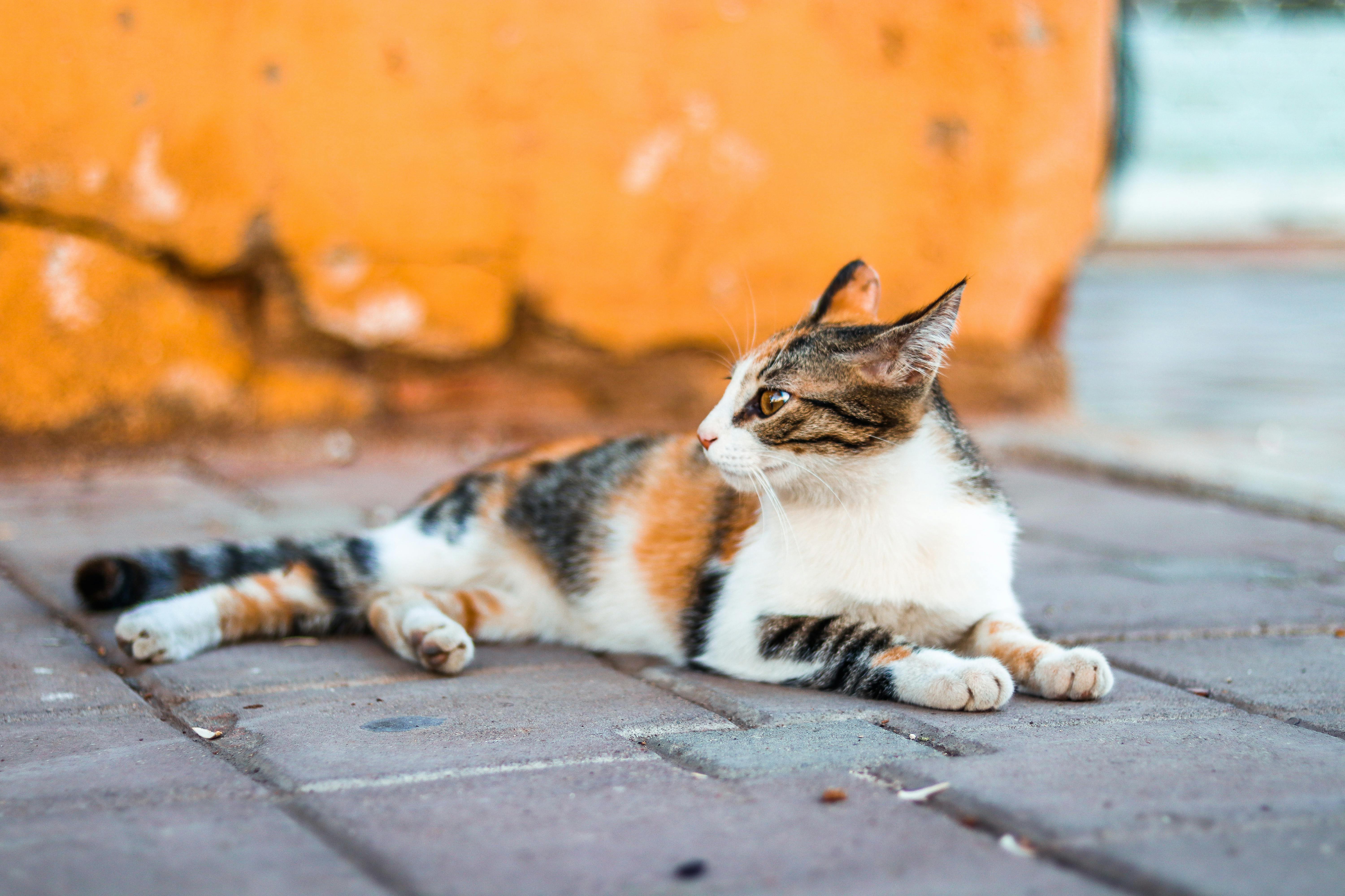 280.400+ Filhote De Gato Ilustrações fotos de stock, imagens e