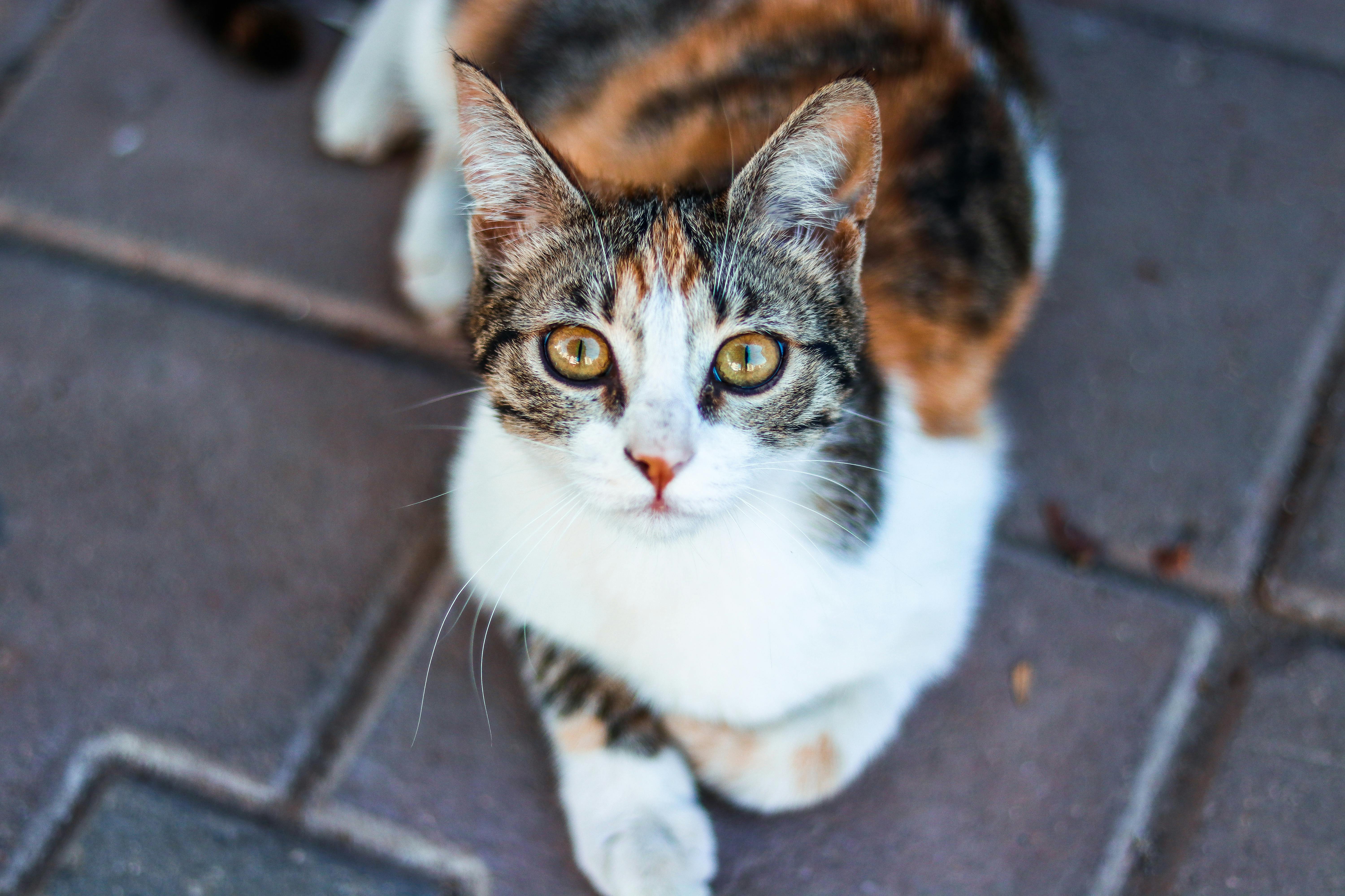 white and brown tabby cat