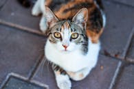 在土耳其加济安泰普，一只好奇的花布猫躺在人行道上，特写镜头中它的眼睛引人注目