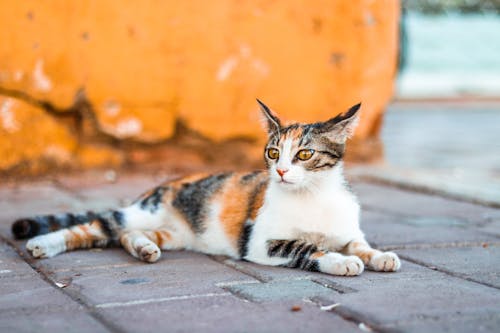 Fotografía En Primer Plano De Gato Atigrado