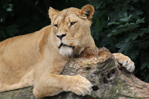 A Lioness Resting on a Tree Trunk